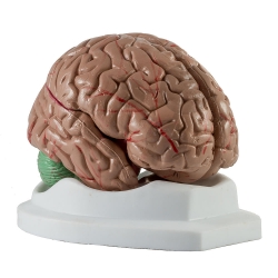 Mózg, 4-częściowy model Classic